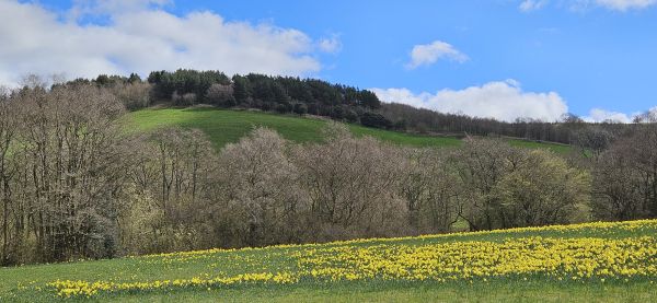 Daffodil field